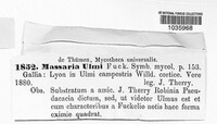 Image of Massaria ulmi